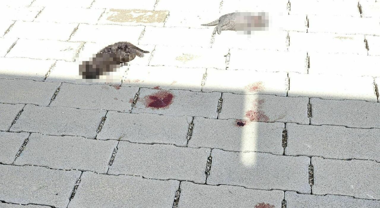 Gattini appena nati uccisi vicino al cimitero: cucciolata sterminata accanto alla mamma. Si indaga per individuare il colpevole Gattini appena nati uccisi vicino al cimitero: cucciolata sterminata accanto alla mamma. Si indaga per individuare il colpevole
