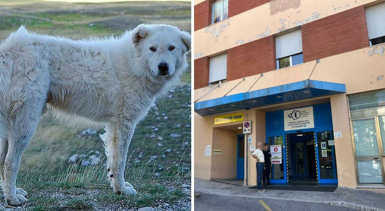 Bimba di un anno e mezzo azzannata da un pastore maremmano a Gallignano. Il nonno: «Mia nipote viva per miracolo» Bimba di un anno e mezzo azzannata da un pastore maremmano a Gallignano. Il nonno: «Mia nipote viva per miracolo»