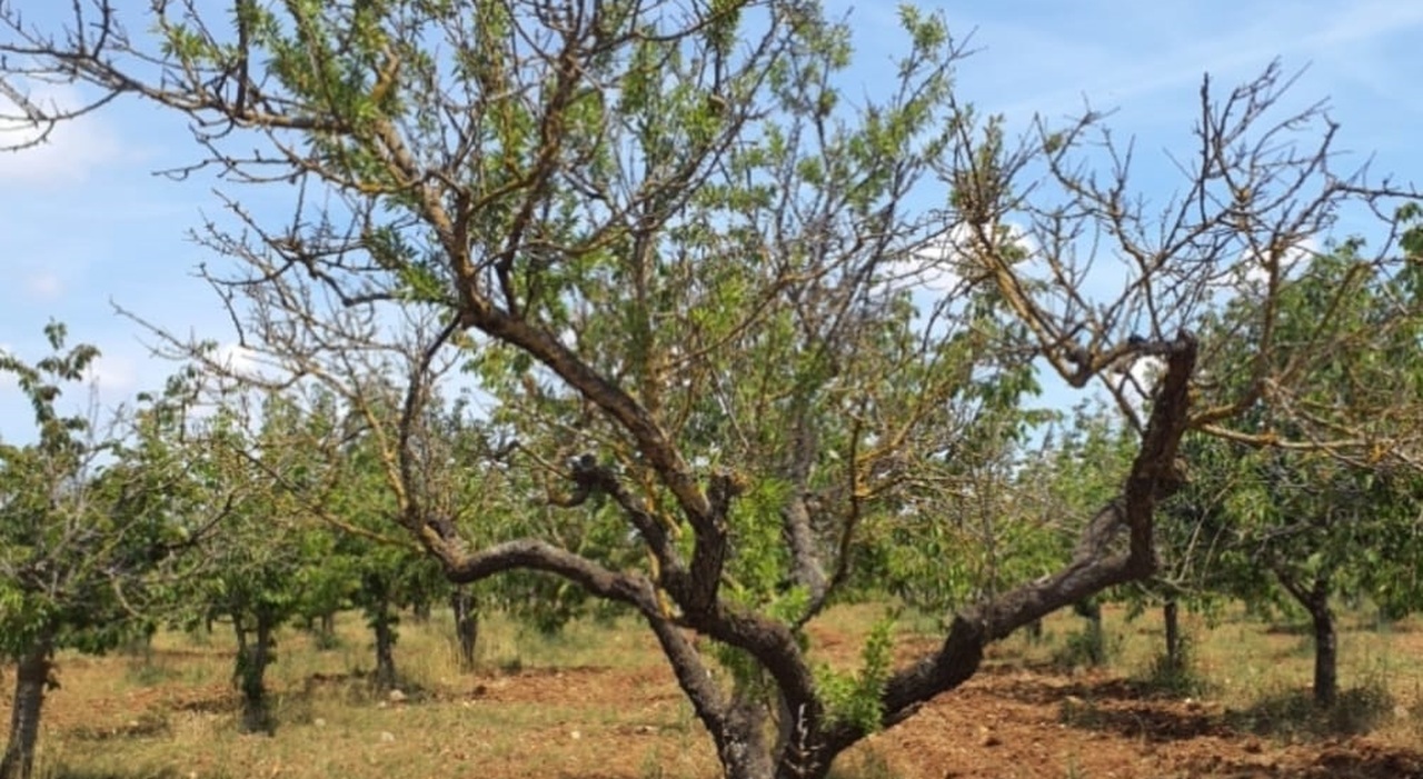 Xylella, c?è l?archiviazione bis dalla Procura di Bari. Lo stop alle tesi complottiste Xylella, c?è l?archiviazione bis dalla Procura di Bari. Lo stop alle tesi complottiste