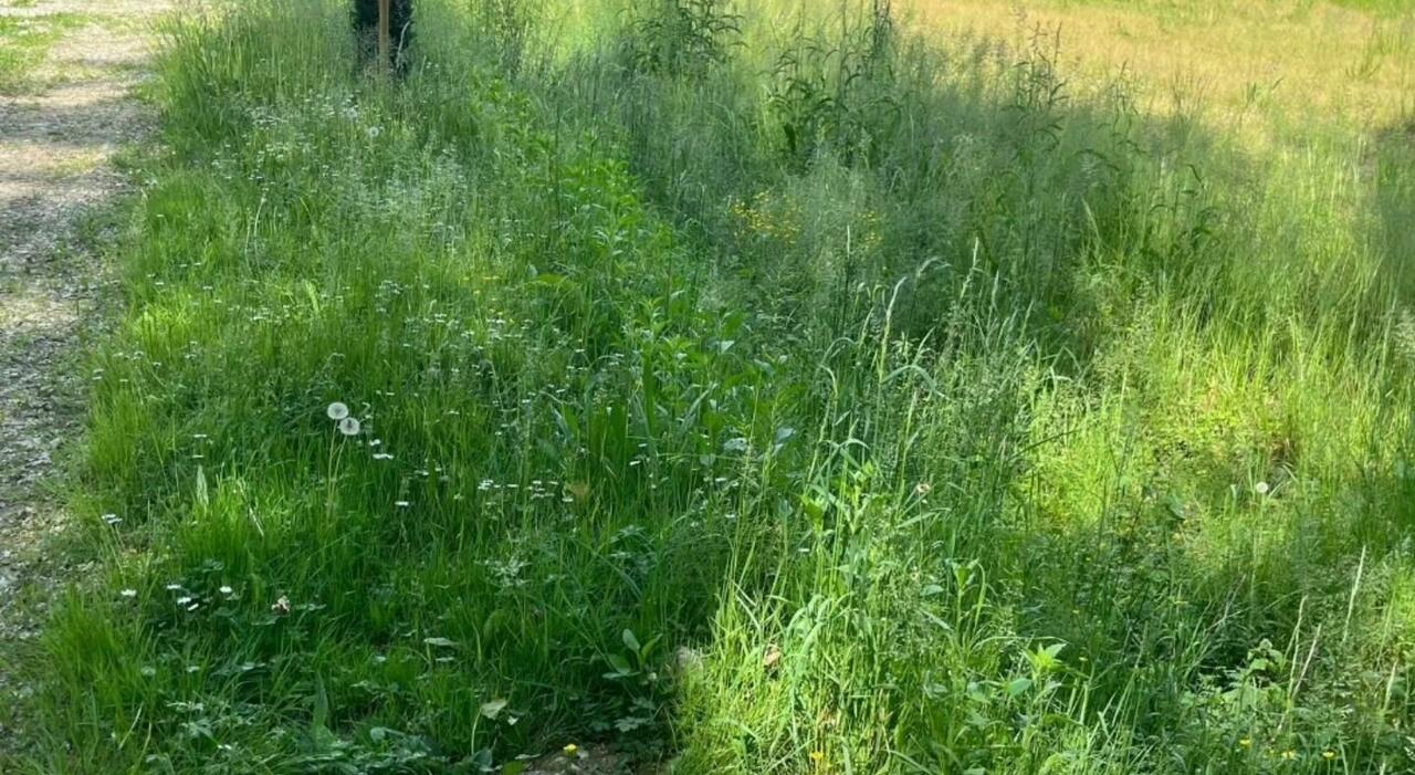 Tenta di rubare un cipresso al cimitero e lo nasconde per riprenderlo più tardi: furto sventato Tenta di rubare un cipresso al cimitero e lo nasconde per riprenderlo più tardi: furto sventato