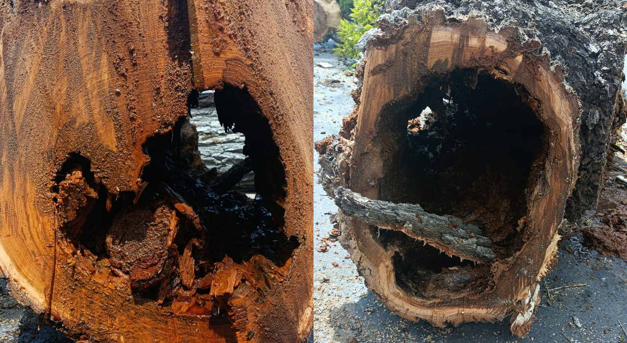 Polemica a Roma per l’abbattimento di alberi a Monteverde e all’Eur: il vero rischio in discussione