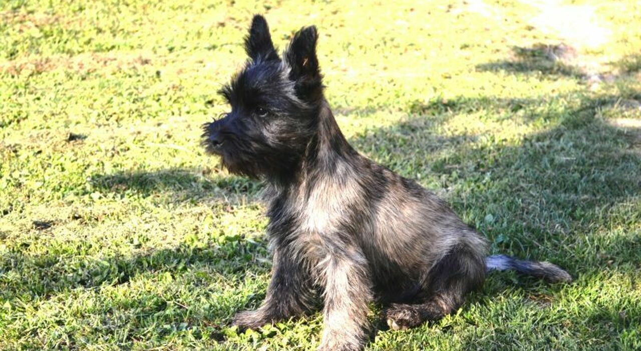 Il tragico destino di un cane cieco a Roma: un evento commovente a San Paolo Il tragico destino di un cane cieco a Roma: un evento commovente a San Paolo