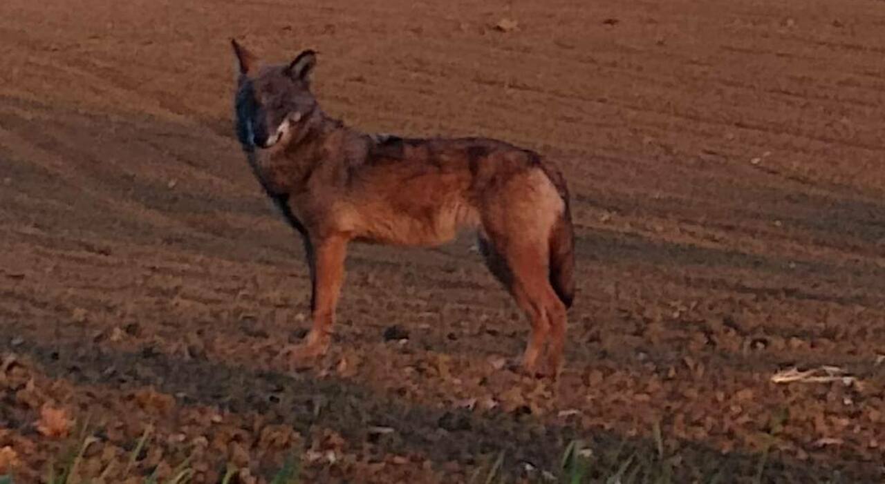san severino mucche e vitelli sbranati dai lupi qui il 30 degli attacchi di tutta la regione 60 solo l anno scorso da Corriereadriatico.it san severino mucche e vitelli sbranati dai lupi qui il 30 degli attacchi di tutta la regione 60 solo l anno scorso