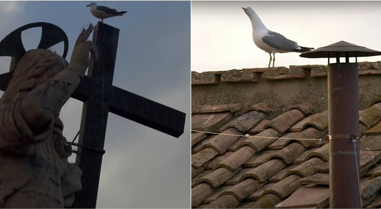 Il gabbiano del Conclave: l??inviato speciale? con vista sulla fumata da ilmattino.it Il gabbiano del Conclave: l??inviato speciale? con vista sulla fumata