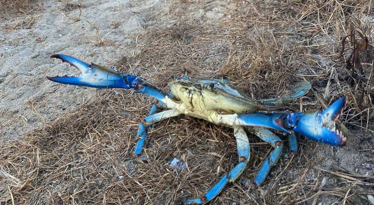 The Blue Crab Invasion