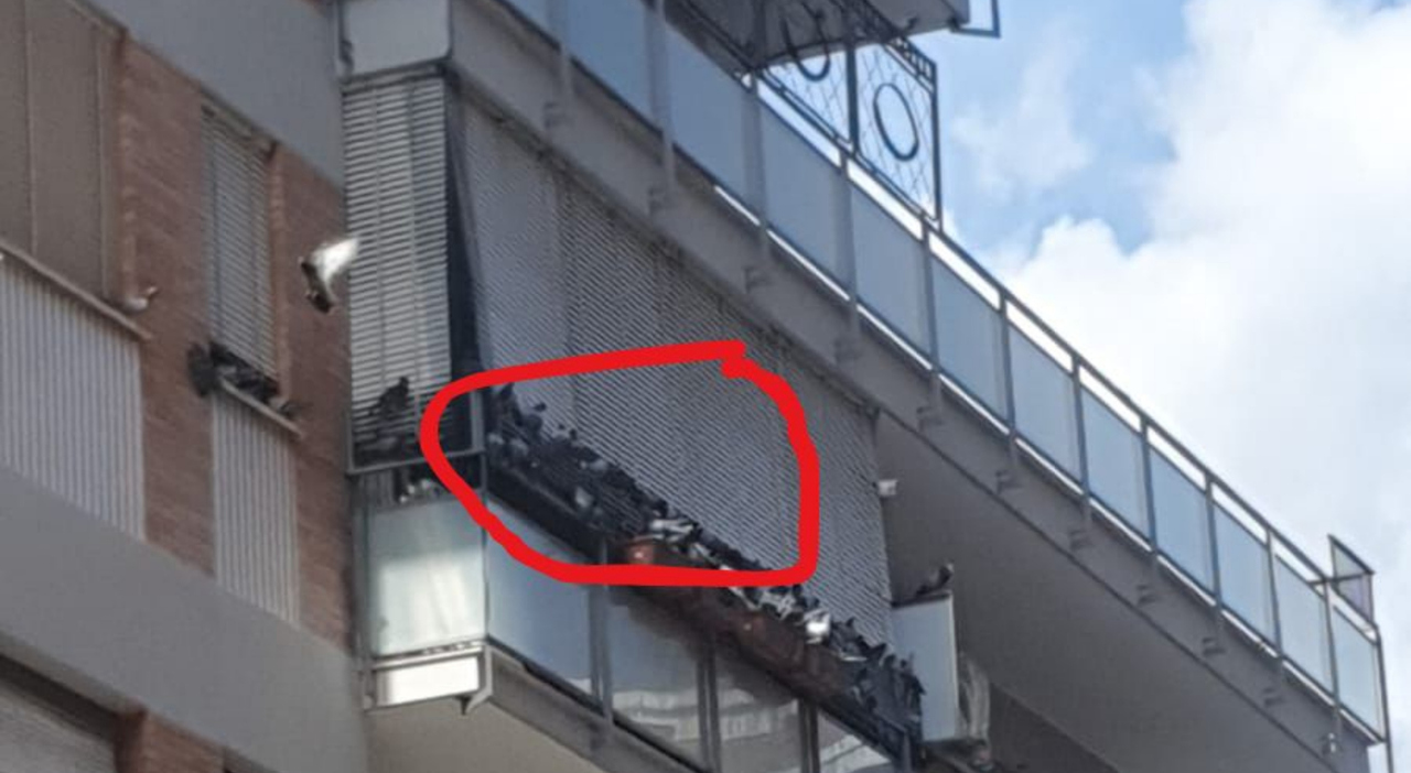 A Roma, un balcone alimenta piccioni e gabbiani: i residenti esasperati da cinque anni che trasformano la strada in uno zoo A Roma, un balcone alimenta piccioni e gabbiani: i residenti esasperati da cinque anni che trasformano la strada in uno zoo