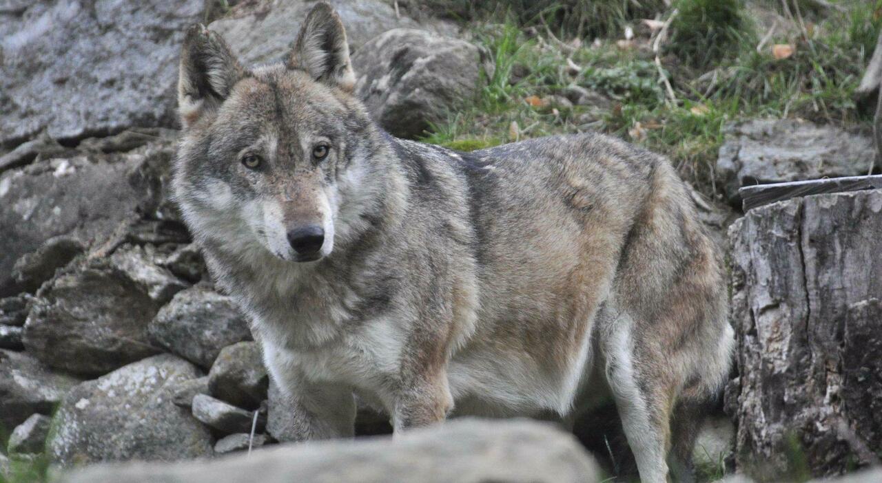 Lupi, Friuli Venezia Giulia pronto a varare gli abbattimenti selettivi: «Nessuna caccia, colpiti solo gli animali pericolosi nei centri abitati» Lupi, Friuli Venezia Giulia pronto a varare gli abbattimenti selettivi: «Nessuna caccia, colpiti solo gli animali pericolosi nei centri abitati»