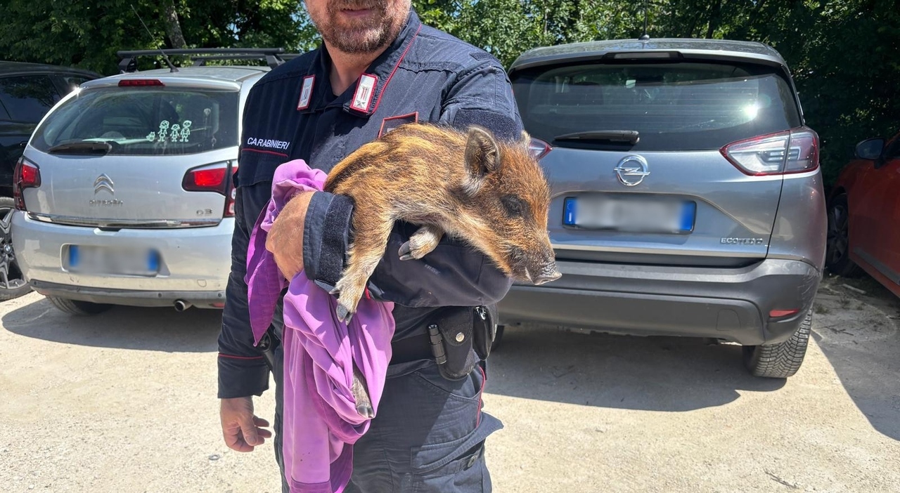 Ancona, precipita dalla falesia di Mezzavalle: salvato in spiaggia un baby cinghiale Ancona, precipita dalla falesia di Mezzavalle: salvato in spiaggia un baby cinghiale