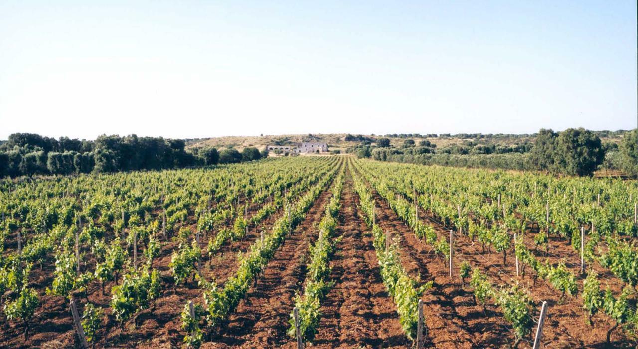 Via agli espropri nelle terre del Primitivo: al posto delle vigne 19 mega torri eoliche Via agli espropri nelle terre del Primitivo: al posto delle vigne 19 mega torri eoliche