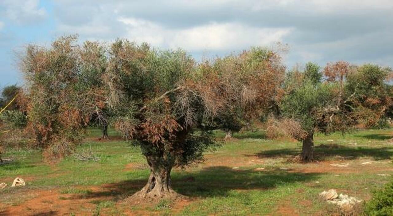 Xylella, l?Osservatorio: «Negli ultimi due anni diffusione rallentata» Xylella, l?Osservatorio: «Negli ultimi due anni diffusione rallentata»