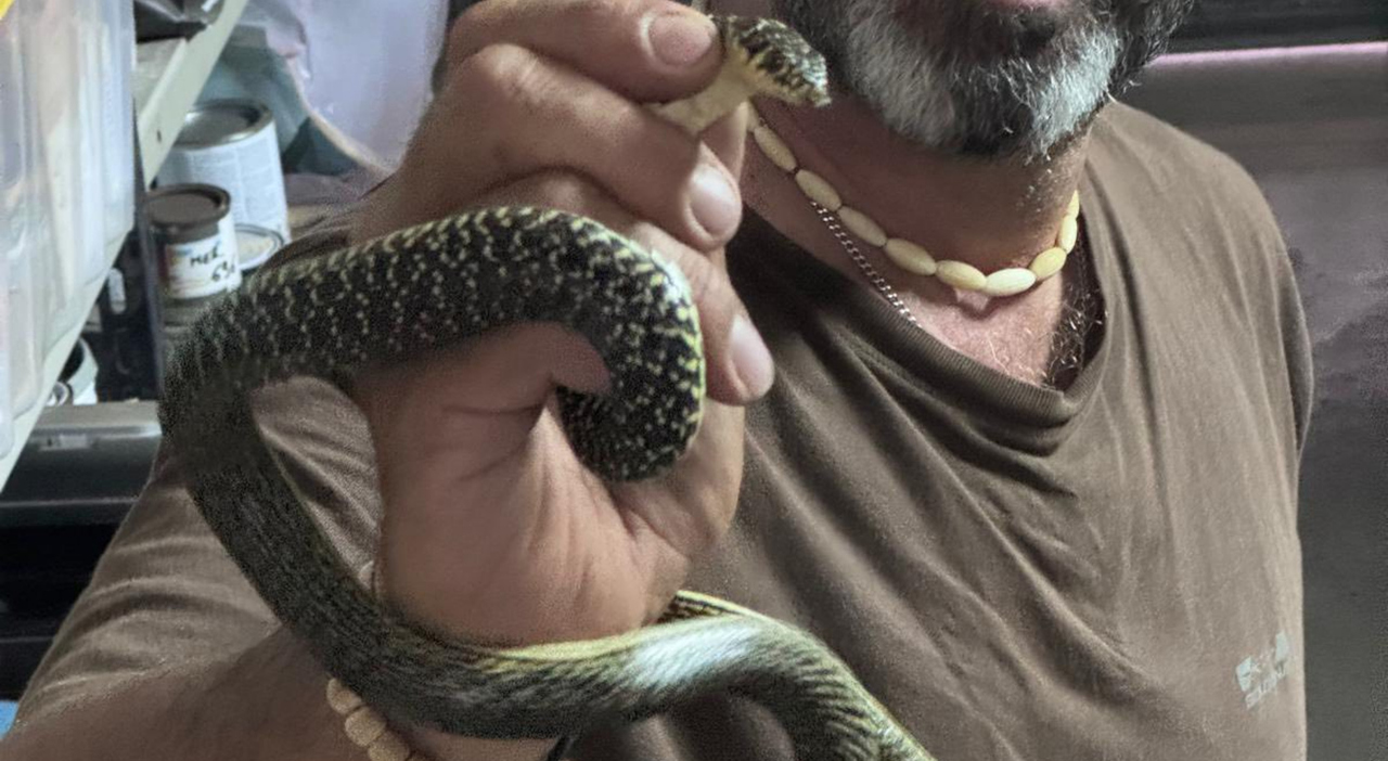 Un serpente intrappolato in un’abitazione: la curiosa scoperta tra persiana e zanzariera