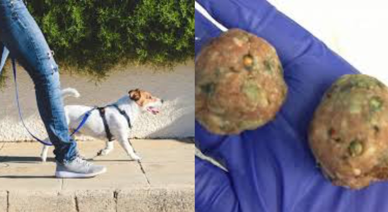 Polpette avvelenate nei parchi di Roma: l’allarme che inquieta i cittadini e i loro animali Polpette avvelenate nei parchi di Roma: l’allarme che inquieta i cittadini e i loro animali