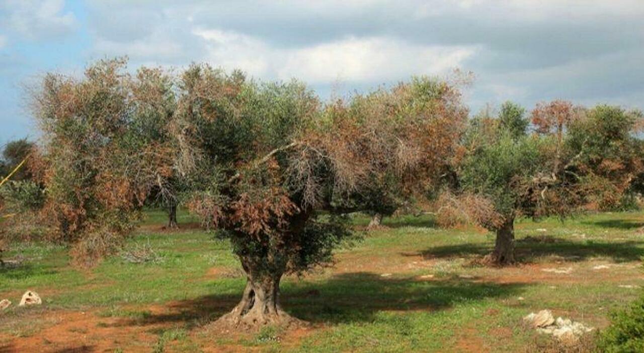Xylella, dalla Regione 27 milioni per le nuove piante di ulivo Xylella, dalla Regione 27 milioni per le nuove piante di ulivo