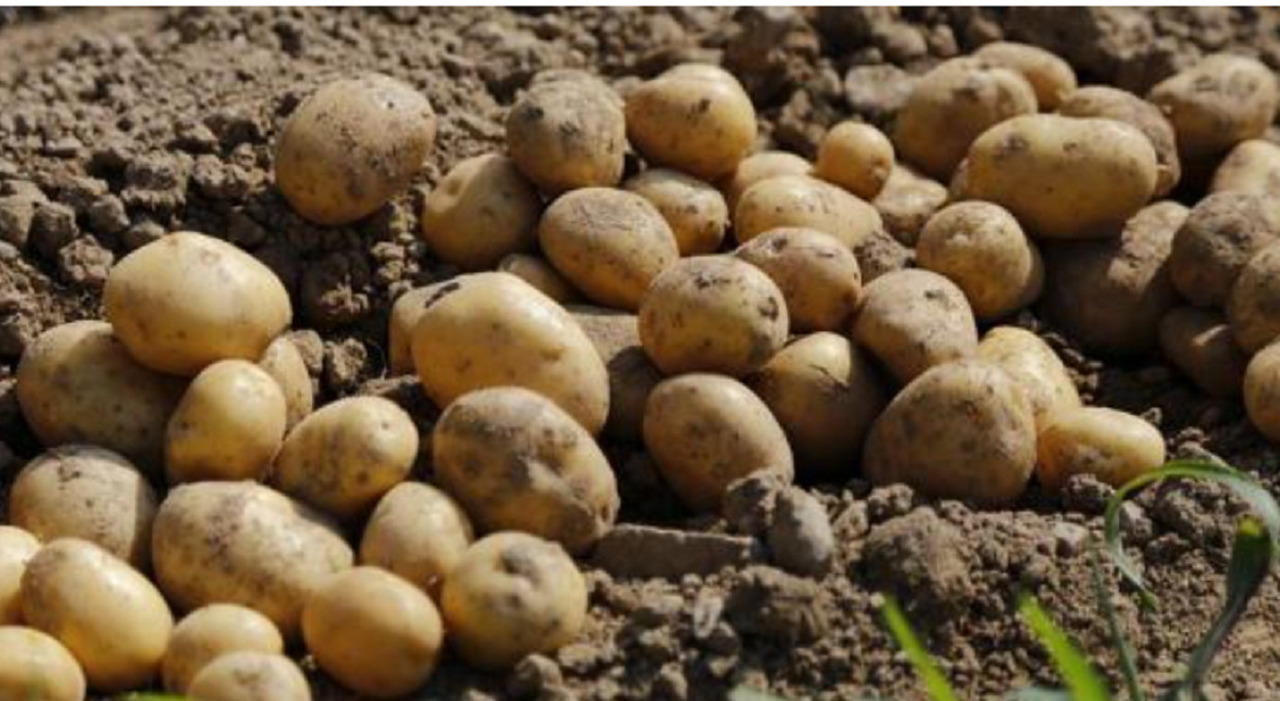 Ladri di patate nei campi vicino a Roma: un blitz dopo settimane di misteriosi furti Ladri di patate nei campi vicino a Roma: un blitz dopo settimane di misteriosi furti