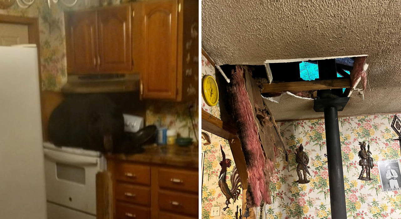 Un orso sfonda il soffitto e finisce in cucina: lo trovano seduto sul fornello e con le zampe appoggiate sulla stufa. Le foto incredibili Un orso sfonda il soffitto e finisce in cucina: lo trovano seduto sul fornello e con le zampe appoggiate sulla stufa. Le foto incredibili