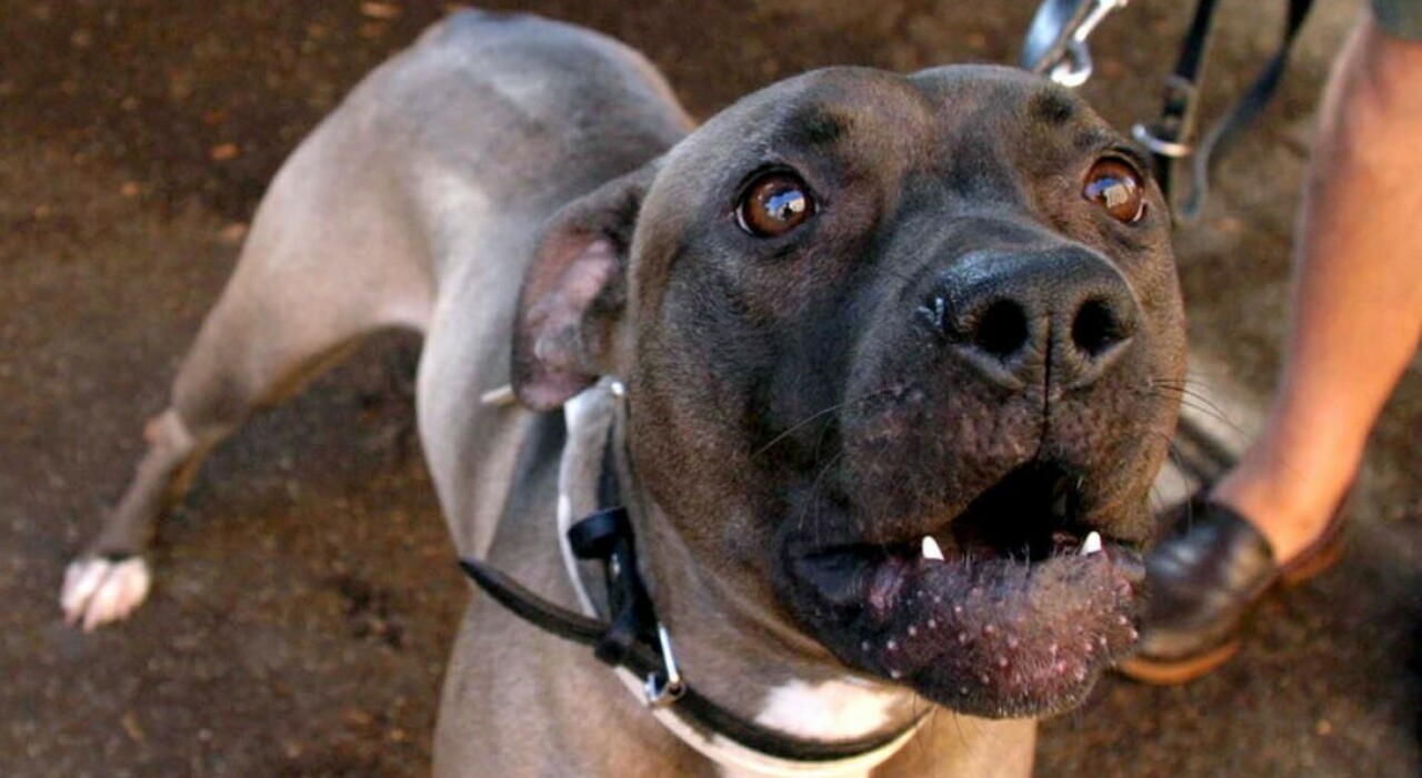 Bambina di due anni morsa dal pitbull: operata, non rischia la vita. La famiglia sotto choc e la nonna in ospedale