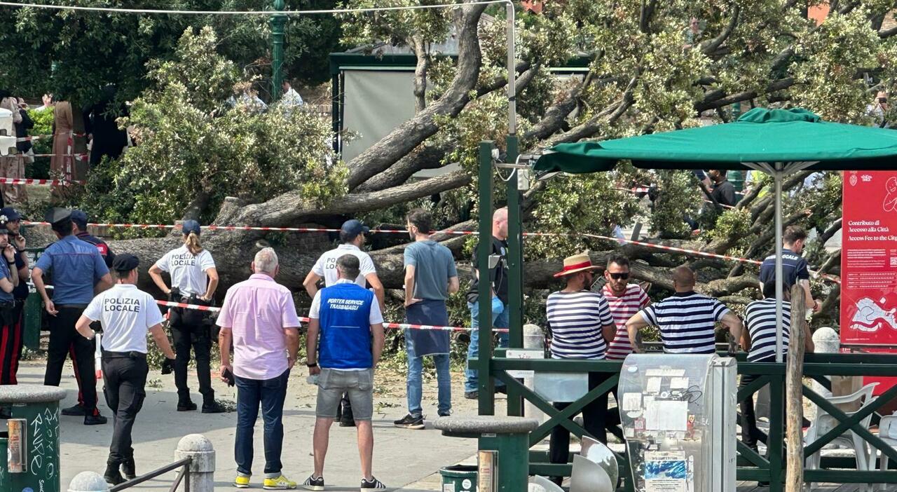 Albero crolla a Piazzale Roma sulla folla in arrivo a Venezia, 8 feriti. Grave una donna: «Era seduta sotto la pianta». I vigili bloccano i turisti che scattano selfie Albero crolla a Piazzale Roma sulla folla in arrivo a Venezia, 8 feriti. Grave una donna: «Era seduta sotto la pianta». I vigili bloccano i turisti che scattano selfie