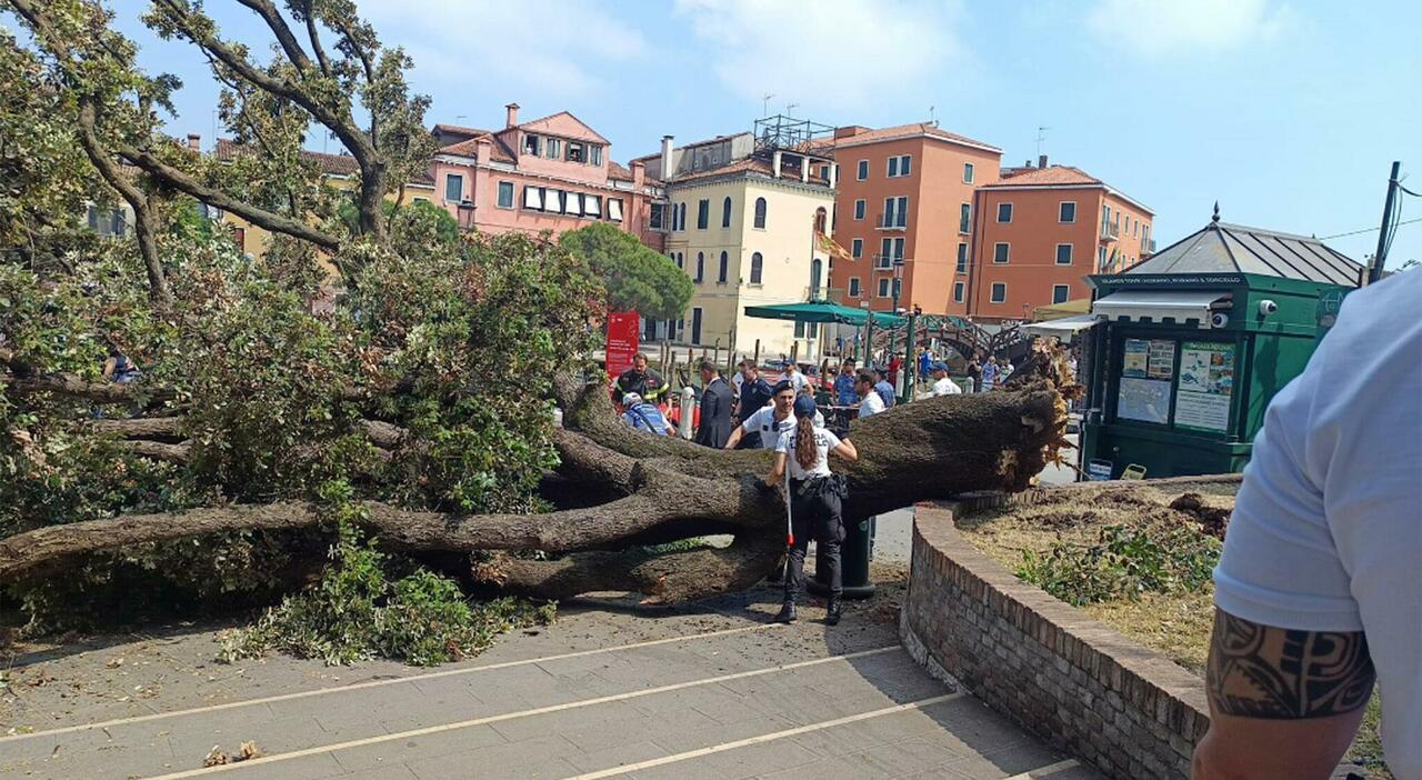 albero crolla a piazzale roma sulla folla a venezia ferite almeno 10 persone grave una donna i vigili bloccano i turisti che scattano selfie