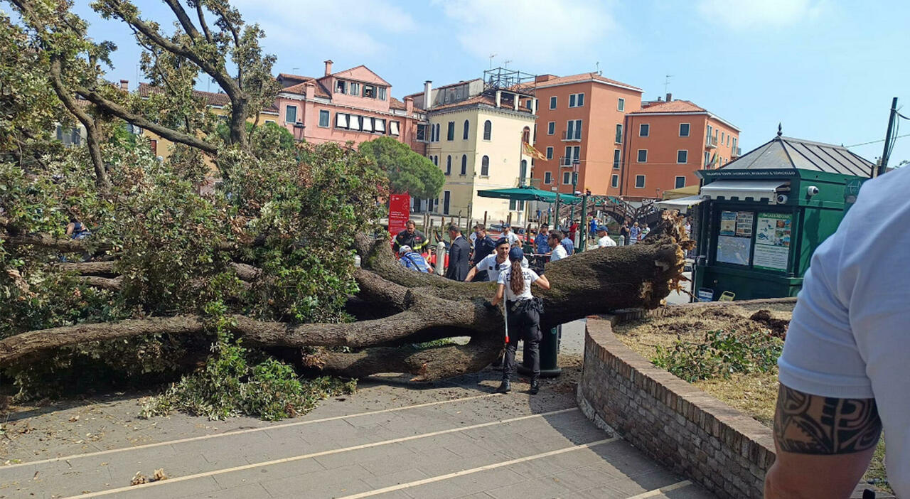 Venezia, albero cade sulla folla a Piazzale Roma: almeno 7 feriti, grave una donna. Bloccati i ?cacciatori? di selfie Venezia, albero cade sulla folla a Piazzale Roma: almeno 7 feriti, grave una donna. Bloccati i ?cacciatori? di selfie