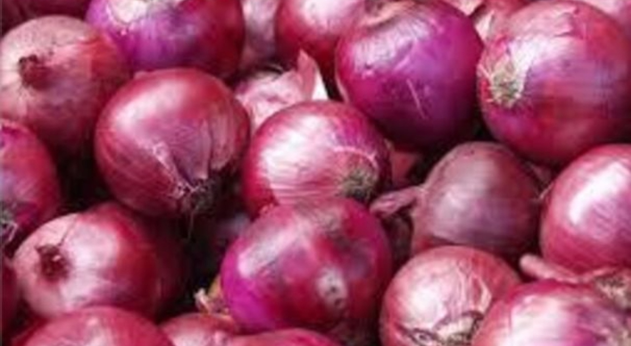 Sagre di giugno 2025, i quattro eventi da non perdere: storia, tradizioni, sapori...e cipolle rosse Sagre di giugno 2025, i quattro eventi da non perdere: storia, tradizioni, sapori...e cipolle rosse