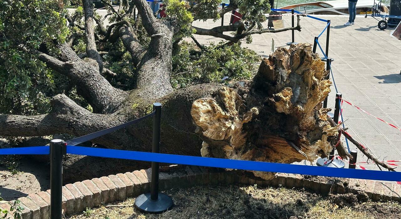Albero crollato a Venezia, disposta la perizia di un agronomo: le ipotesi del fungo e della malattia. Ancora grave una donna Albero crollato a Venezia, disposta la perizia di un agronomo: le ipotesi del fungo e della malattia. Ancora grave una donna