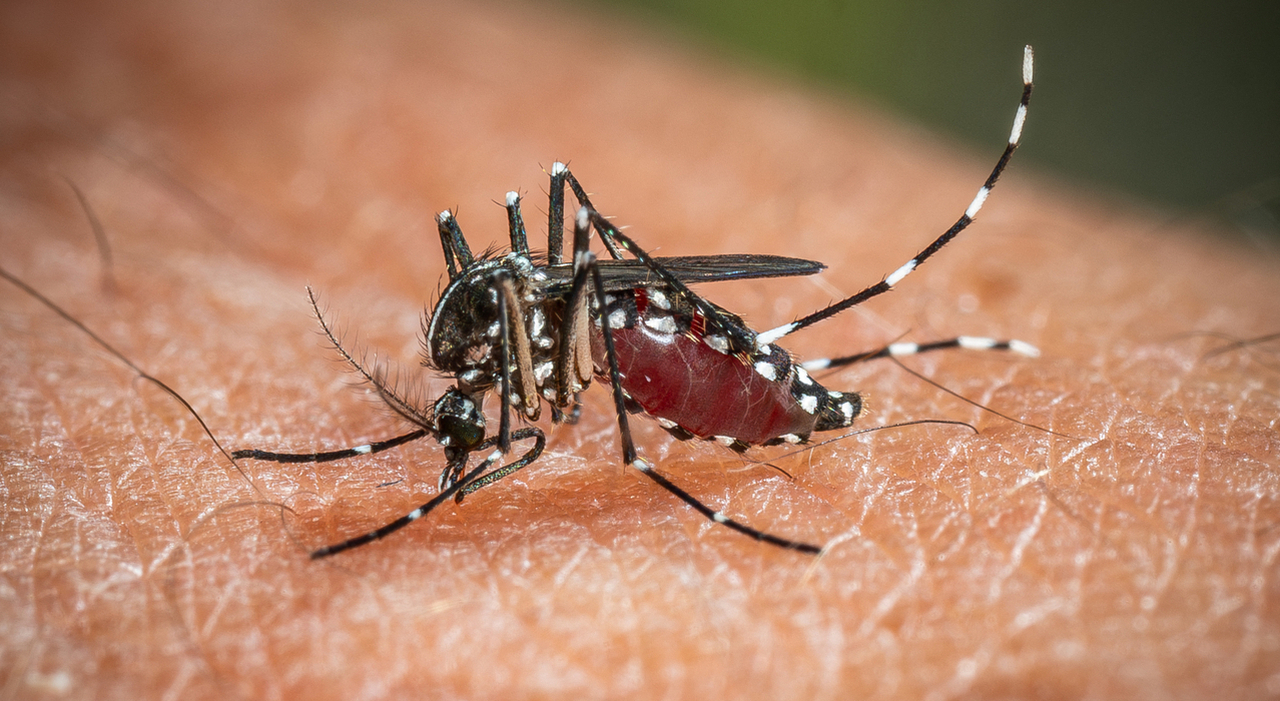 dengue e non solo viaggia in italia dopo livorno casi anche a bassano del grappa torna l allarme per le malattie delle zanzare