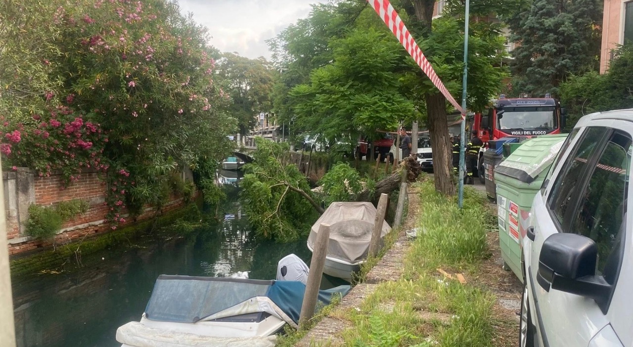 Albero crolla al Lido, tragedia sfiorata: la robinia è caduta verso il canale e in piena notte, ma adesso è allarme Albero crolla al Lido, tragedia sfiorata: la robinia è caduta verso il canale e in piena notte, ma adesso è allarme