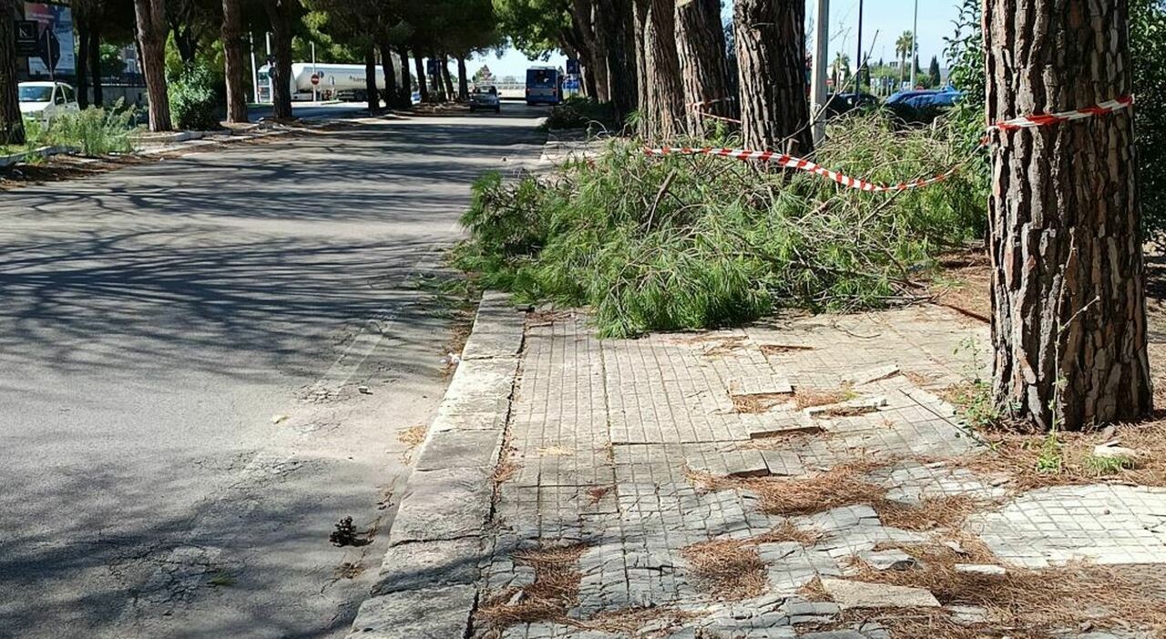 radici invasive il comune corre ai ripari