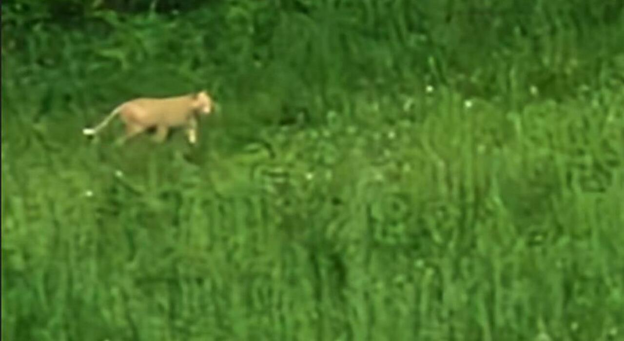 Grosso felino avvistato (anche la notte scorsa) nella campagna di Ascoli, ricerche in corso: ecco la foto. Il Comune: massima prudenza, ecco dove Grosso felino avvistato (anche la notte scorsa) nella campagna di Ascoli, ricerche in corso: ecco la foto. Il Comune: massima prudenza, ecco dove