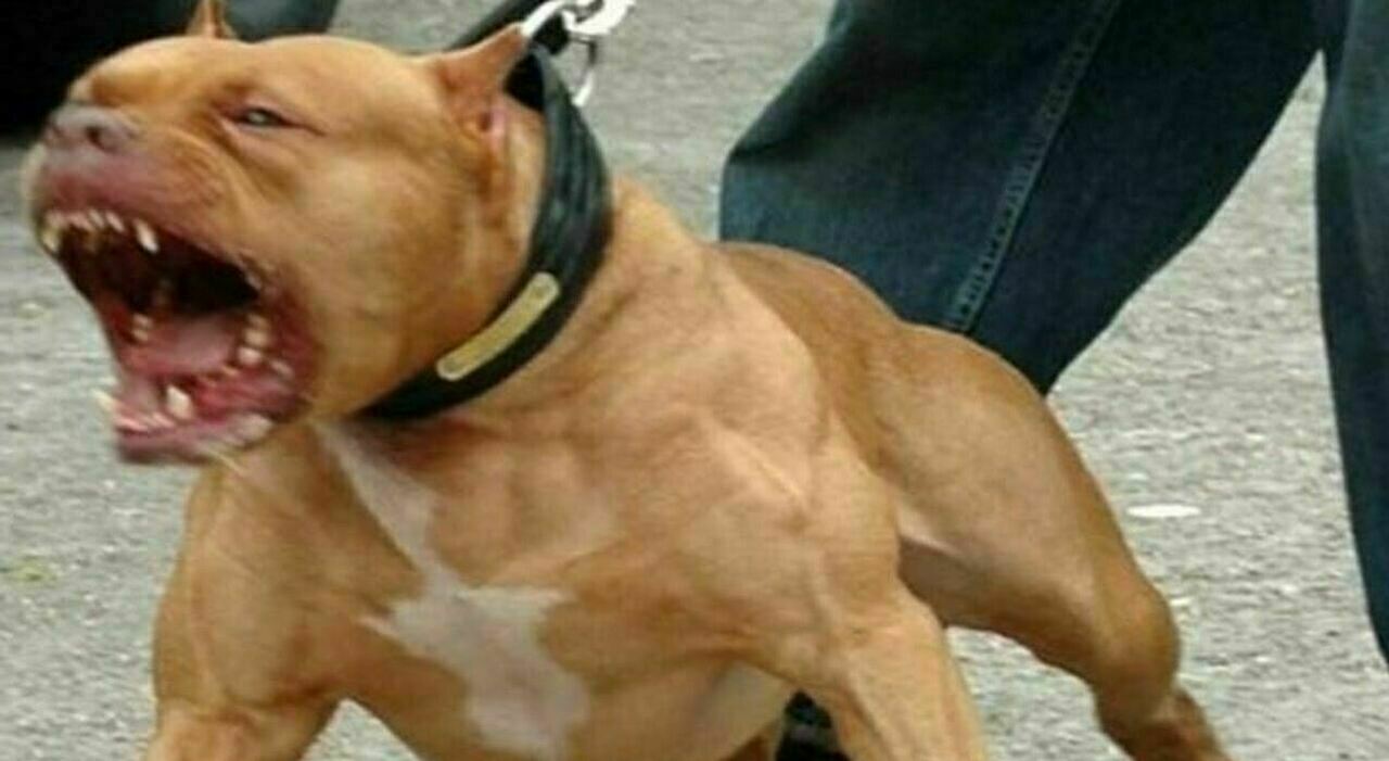 https://statics.cedscdn.it/photos/MED_HIGH/2025/06/20/8909718_20114443_7507326_07221407_bambino_morto_pitbull_2_.jpg