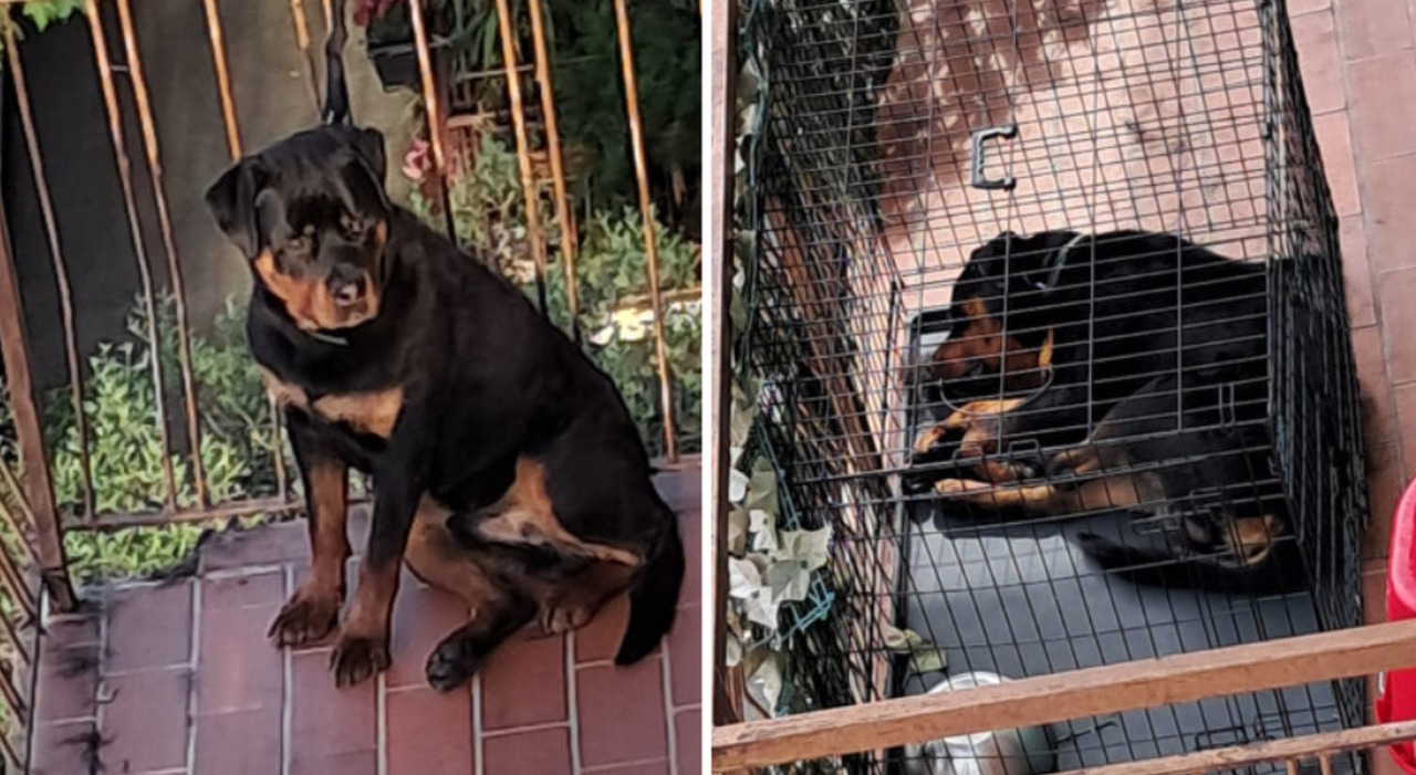 https://statics.cedscdn.it/photos/MED_HIGH/2025/06/20/8909990_20170356_niko_cane_chiuso_gabbia_legato_balcone_salvato_gatti_verona.jpg