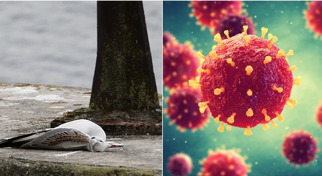 https://statics.cedscdn.it/photos/MED_HIGH/2025/06/20/8910332_20224030_aviaria_evoluzione_virus_h5n1_difese_umane_anticorpi_oggi_20_6_2025.jpg