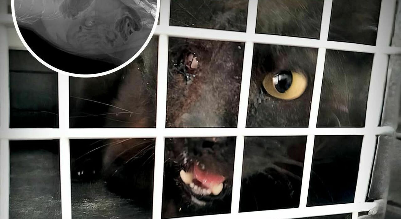 https://statics.cedscdn.it/photos/MED_HIGH/2025/06/24/8917233_24163048_gatto_randagio_sparato_morto_agonia_male_animali_trapani_oggi_24_6_25.jpg