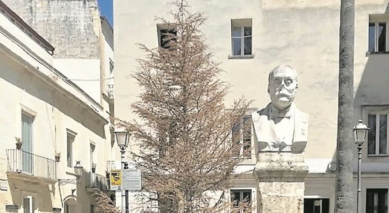 Lecce, l?abete di Natale era un cedro. Piantato in piazzetta: ora è secco Lecce, l?abete di Natale era un cedro. Piantato in piazzetta: ora è secco