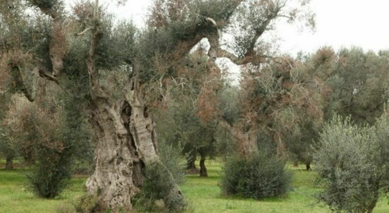 La Xylella nel cuore della Puglia: «A rischio il 56% dell?olio italiano» La Xylella nel cuore della Puglia: «A rischio il 56% dell?olio italiano»