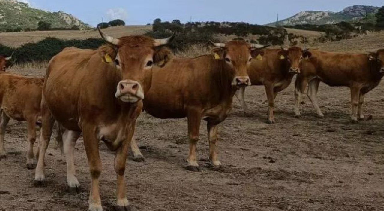 https://statics.cedscdn.it/photos/MED_HIGH/2025/06/26/8921578_26154432_dermatite_bovina_allerta_focolai_oggi_26_6_2025.jpg