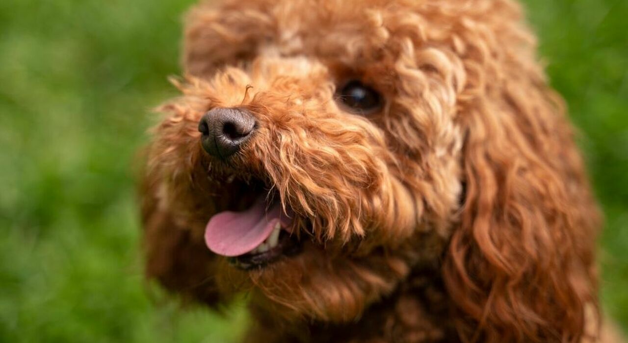 https://statics.cedscdn.it/photos/MED_HIGH/2025/06/26/8921596_26160444_ladri_rubano_cane_barboncino_toy_bambina_taglia_animalisti_ricompensa_pontremoli_oggi_26_6_2025.jpg