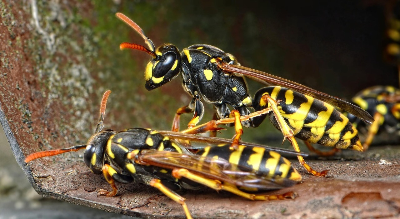 https://statics.cedscdn.it/photos/MED_HIGH/2025/06/27/8923831_27174411_wasps_711689_1920.jpg