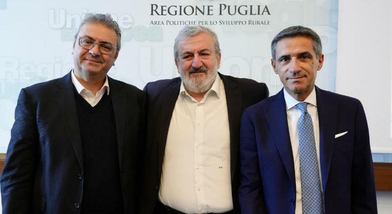 Trema l?olivicoltura barese: «L?infezione arrivata qui per incuria e abbandono» Trema l?olivicoltura barese: «L?infezione arrivata qui per incuria e abbandono»