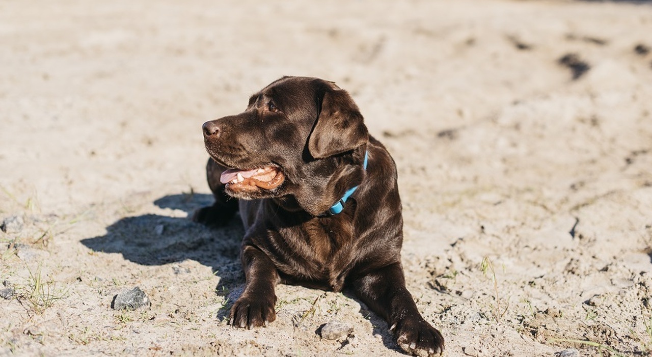 https://statics.cedscdn.it/photos/MED_HIGH/2025/06/29/8927152_29130908_black_dog_having_fun_beach.jpg