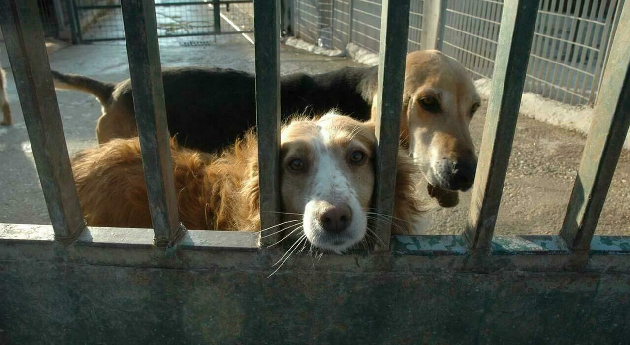 https://statics.cedscdn.it/photos/MED_HIGH/2025/07/01/8931212_01170116_cani_gatti_maltrattamenti_legge_brambilla.jpg