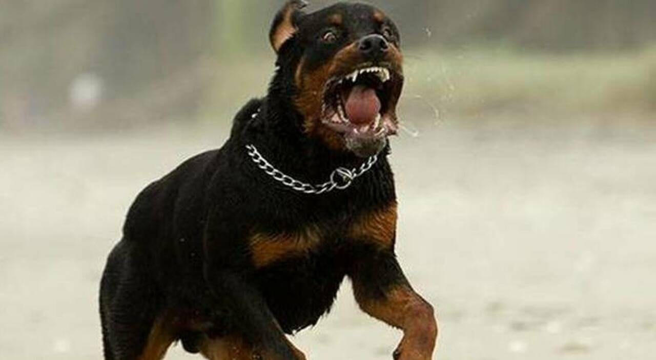 https://statics.cedscdn.it/photos/MED_HIGH/2025/07/01/8931213_01170214_bimbi_azzannati_rottweiler_gravi_nonna_gravi_lavinio_anzio_oggi_1_7_2025.jpg