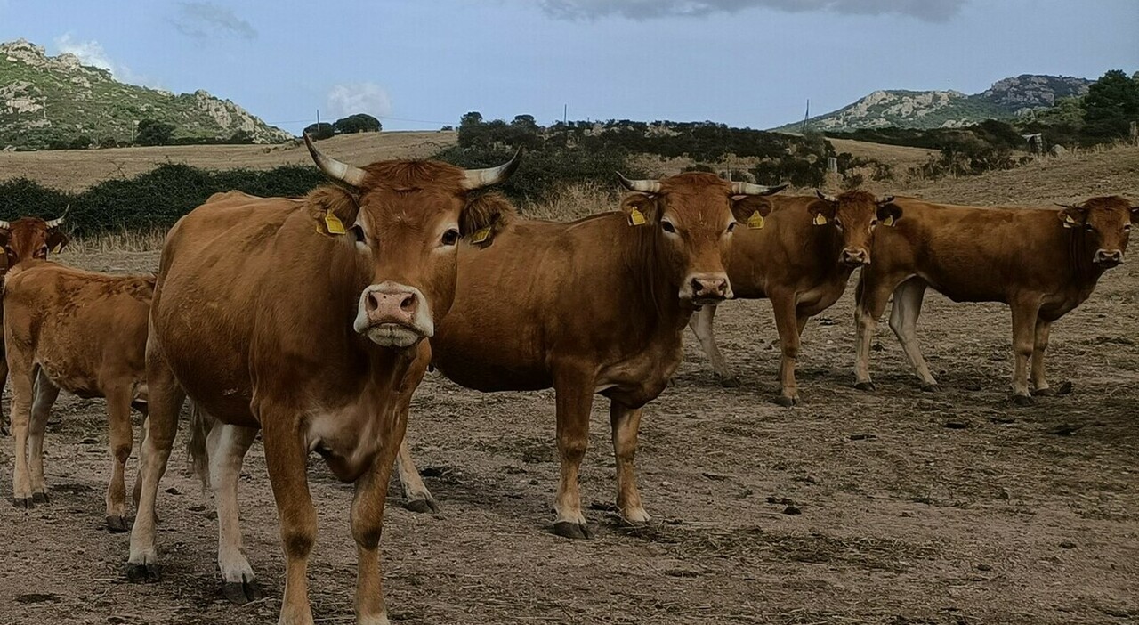 https://statics.cedscdn.it/photos/MED_HIGH/2025/07/01/8931474_01205311_dermatite_bovina_cosa_e_vaccino_sintomi_oggi_1_7_2025.jpg