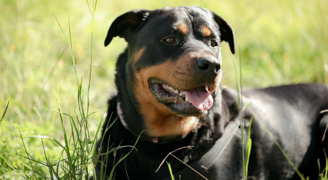 Fratellini di 8 e 10 anni aggrediti dal rottweiler: «Forse non li conosceva bene, si è sentito minacciato». Cosa rischia la nonna