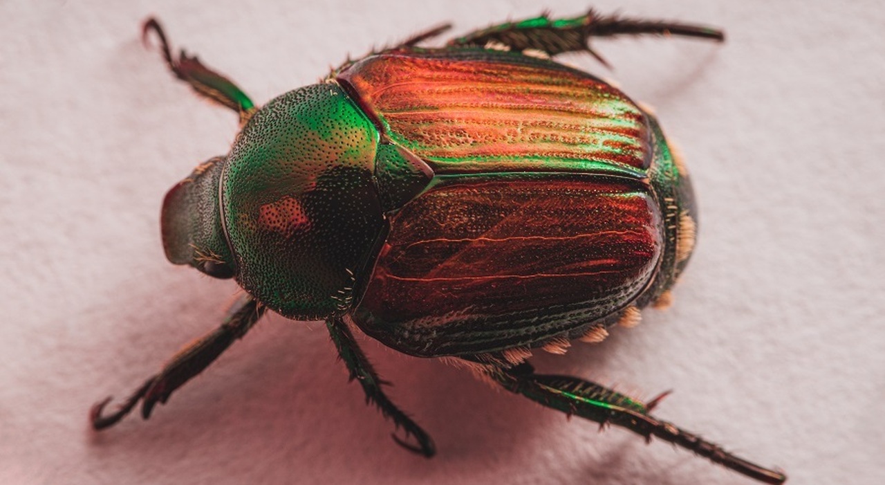https://statics.cedscdn.it/photos/MED_HIGH/2025/07/02/8932992_02112605_japanese_beetle.jpg
