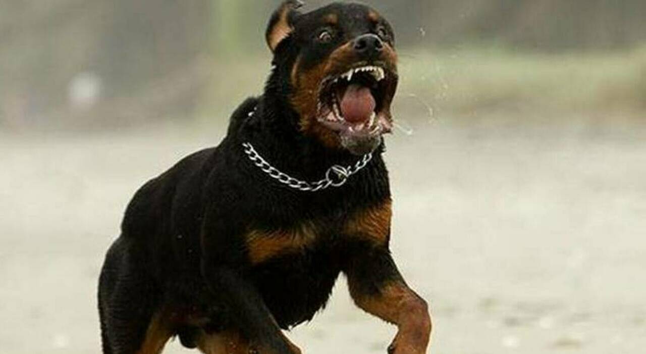 https://statics.cedscdn.it/photos/MED_HIGH/2025/07/02/8933462_02174701_bimbi_azzannati_rottweiler_gravi_nonna_gravi_lavinio_anzio_.jpg