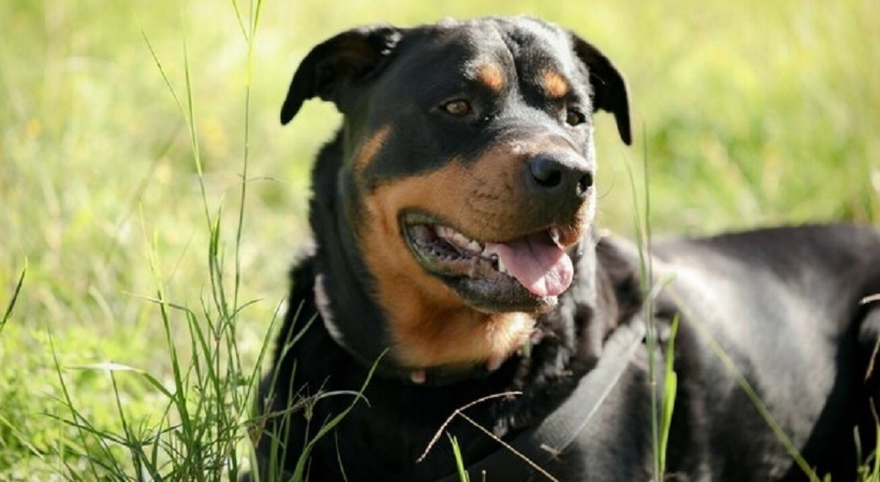 https://statics.cedscdn.it/photos/MED_HIGH/2025/07/03/8935428_03133934_8932797_02075937_fratellini_aggrediti_rottweiler_ricostruzione_cosa_rischia_nonna_oggi_2_7_2025.jpg