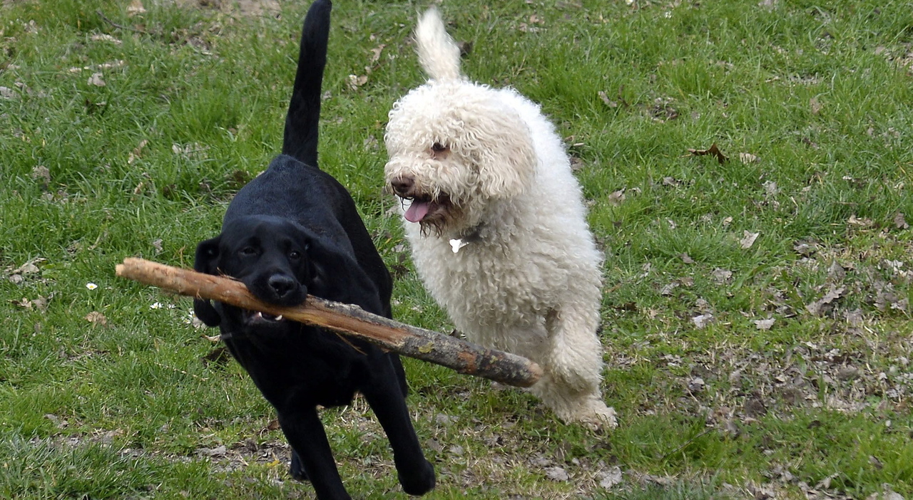 Caldo e animali, come proteggere dai colpi di calore gli amici a 4 ...