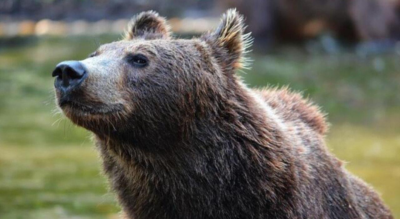 Motociclista italiano ucciso da un orso in Romania: attaccato durante una sosta e trascinato nel bosco