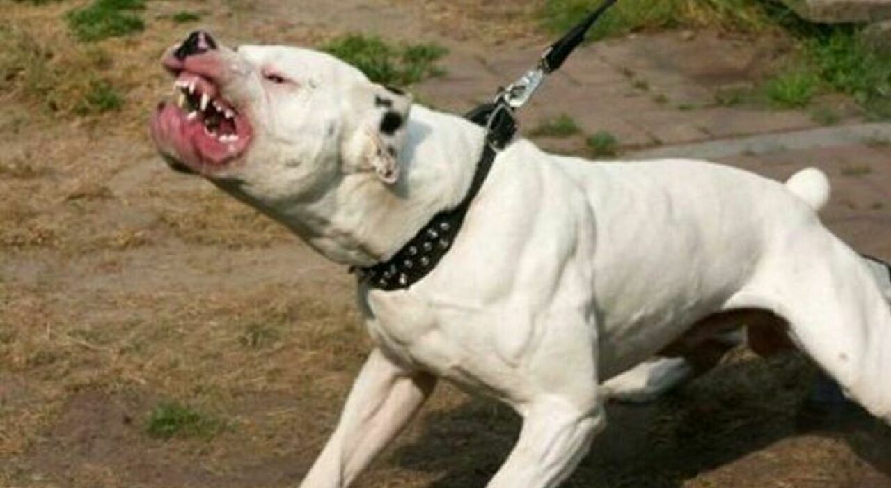 https://statics.cedscdn.it/photos/MED_HIGH/2025/07/06/8940896_06111603_8694410_05080806_pitbull.jpg